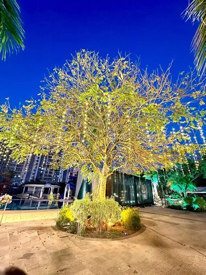 An outdoor tree beautifully illuminated with strings of fairy lights for an evening event. This simple yet effective lighting technique transforms a natural element into a stunning centerpiece for any celebration.