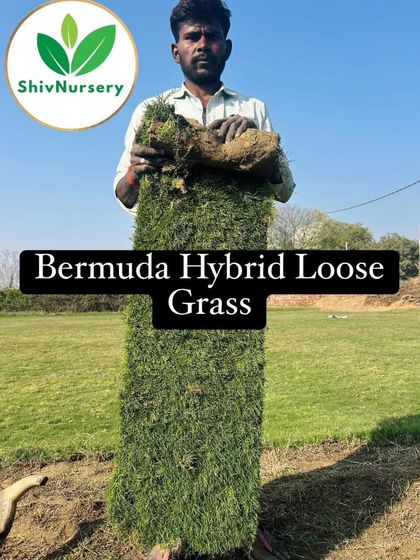 A freshly harvested roll of Bermuda Hybrid grass, showcasing its dense turf and strong root structure.
