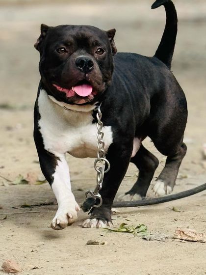 Look at the structure and muscle on this boy. I take his health and conditioning seriously, which is why he is a prime example of the American Bully standard.