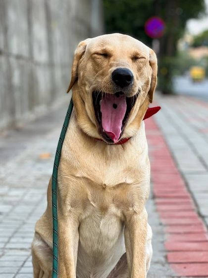 Paras Tomar - Dog Training Meet the Trainers & Our Happy Students photo 13