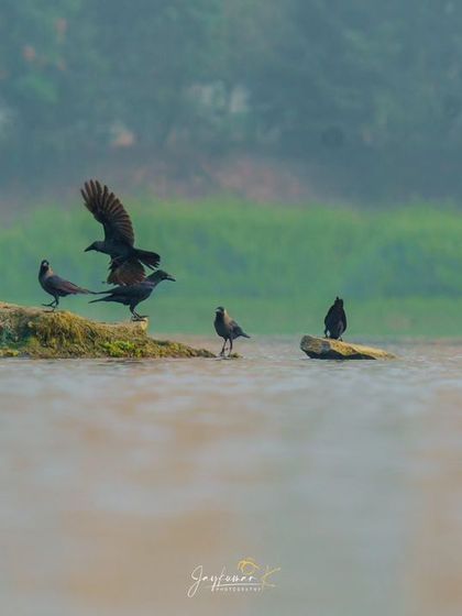 Duplicate of the crows interacting, perfect for illustrating flock behavior.