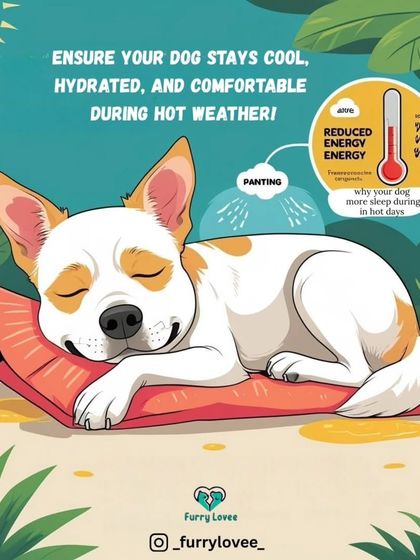 Ever wonder why your dog sleeps more in the heat? This graphic explains that it's a natural way for them to conserve energy and regulate body temperature. Keeping them cool and hydrated is key.