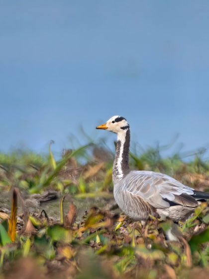 A Bar-headed Goose walking through the wetland vegetation, its two distinctive head bars clearly visible.