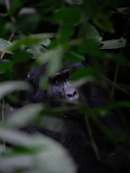 The eyes of a mountain gorilla seen through the dense jungle leaves. This image captures the feeling of being in their world, where they are perfectly hidden and you are the visitor.
