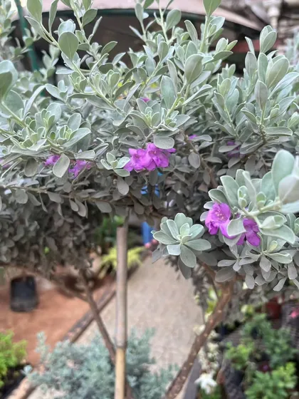 Another look at the Nikotia, showing how the purple flowers dot the silvery foliage. It's a popular choice for hedges and borders because it's hardy and requires minimal water once established.