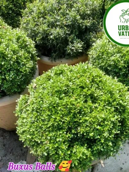 Buxus Balls, which are dense, round shrubs perfect for creating borders or geometric patterns in a garden.
