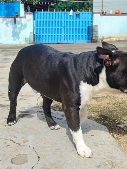 This is Juno, a beautiful Pitbull with a massive head. He barks to scare you but his tail is always tucked.