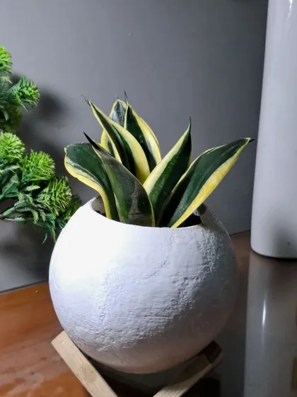 The textured white pot complements the sharp leaves of the dwarf Snake Plant.