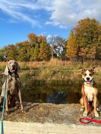 Tulsa Dog Trainer - Pack Walks Our Pack Walks in Action photo 10