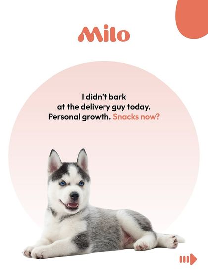 Meet Milo, the husky puppy, who is very proud of his personal growth. He didn't bark at the delivery guy today, so naturally, he's wondering where the snacks are.