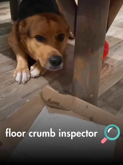 The Pack - Online Pet Parent Community The Fun Side of Pet Parenting photo 6