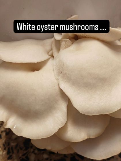 The Earth School - Montessori Primary & Elementary Program Hands-On Science & Nature Study photo 8