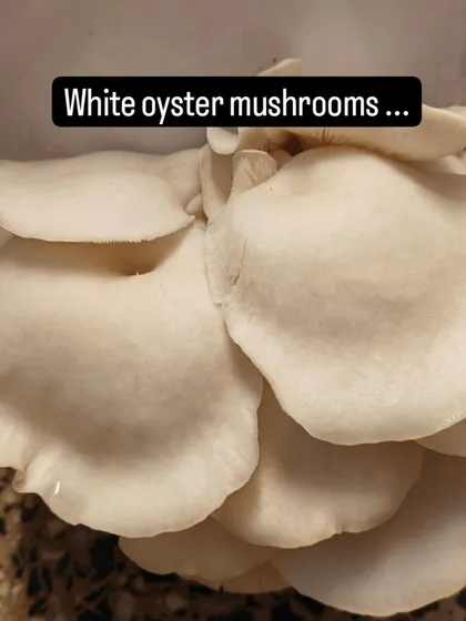 A harvest of white oyster mushrooms, grown entirely by the children. They were so proud to see the results of their care and patience, ready to be turned into a delicious snack.