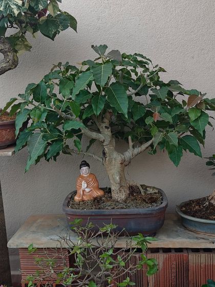 A serene Bodhi tree (Ficus Religiosa) bonsai with a Buddha figurine meditating beneath it. This setup is perfect for creating a spiritual corner, inviting peace and wisdom into your home.