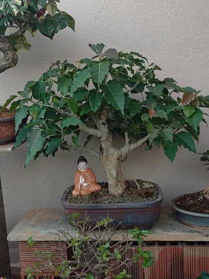 A serene Bodhi tree (Ficus Religiosa) bonsai with a Buddha figurine meditating beneath it. This setup is perfect for creating a spiritual corner, inviting peace and wisdom into your home.