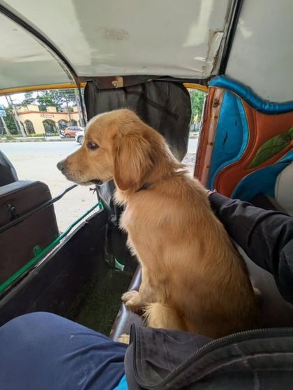 On his way to a temporary foster, this beautiful Golden Retriever is waiting for his forever home. Can you be the one to give him a permanent, loving family?