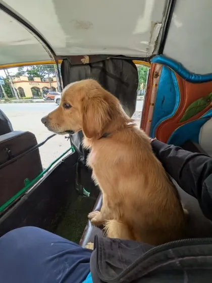 A one-year-old Golden Retriever, rescued near Seegahalli, riding in an auto. He is gentle and friendly.