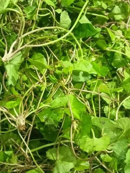 Another perspective on the fresh pennywort, showing its vibrant green color.
