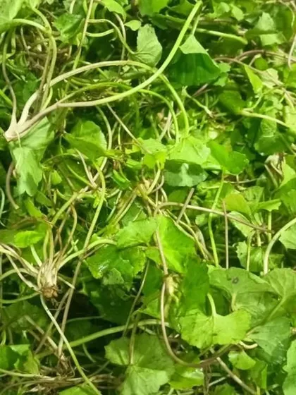 Another perspective on the fresh pennywort, showing its vibrant green color.