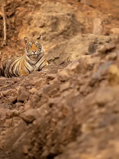 The tigress Noori resting amidst the rocky terrain of Pandu Deh. This composition uses the landscape to frame the subject and tell a story about her habitat.
