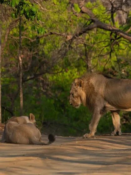 A royal couple of Asiatic lions in Gir National Park, a moment of wild love in the golden morning light.
