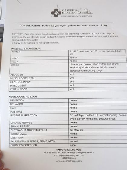 PL Paws - Animal Rescue & Rehabilitation How Your Donations Help: Our Medical Cases photo 30