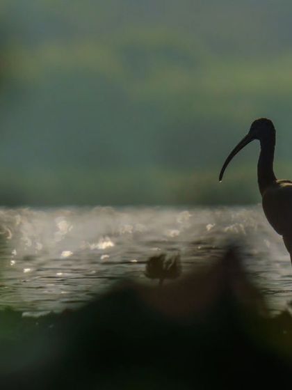 Duplicate of the Ibis silhouette, perfect for creating a sense of atmosphere and tranquility.