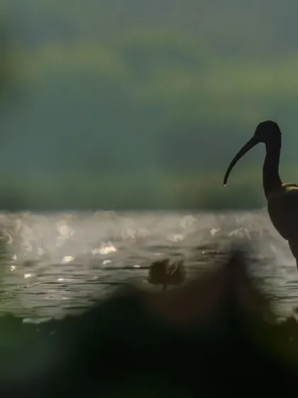 Duplicate of the Ibis silhouette, perfect for creating a sense of atmosphere and tranquility.