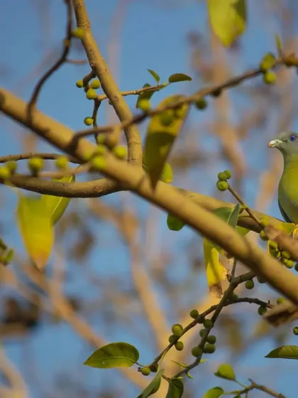 A Yellow-footed Green Pigeon on a fruiting tree. These birds are the state bird of Maharashtra and are a beautiful sight against the blue sky.