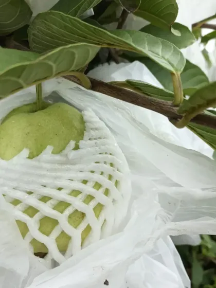 Another look at our guava fruit protection method.