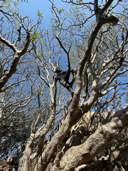 A different angle of my tree-climbing break on the Savandurga trek. It's important to enjoy the nature around you.