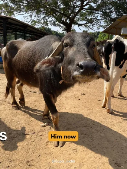 The transformation is why we never give up. This beautiful buffalo is now healthy, strong, and living peacefully at our center, a world away from his past struggles.