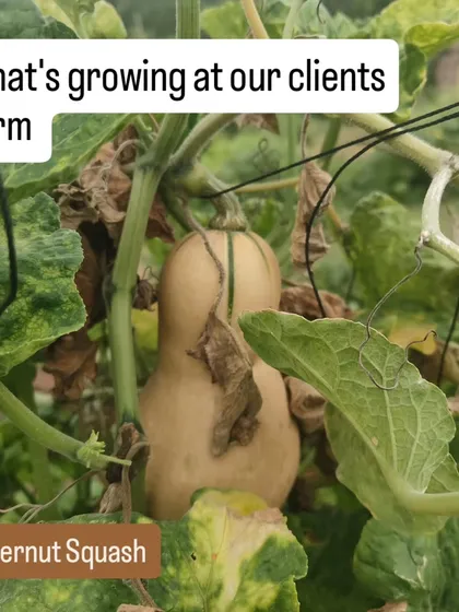 A butternut squash ripening on the vine at a client's farm. It's incredibly rewarding to see exotic and delicious vegetables like this flourishing under our care.