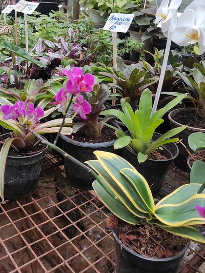 A collection of variegated plants available at our Horamavu nursery, including a stunning variegated Phalaenopsis orchid with unique leaves.