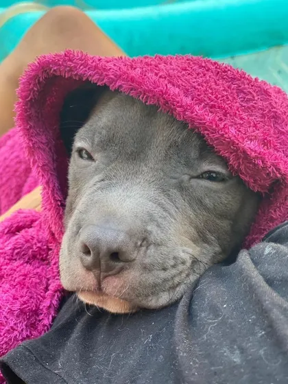 A sleepy, post-play Brutus wrapped in a towel. We ensure our puppies get the right balance of stimulating play and cozy rest.