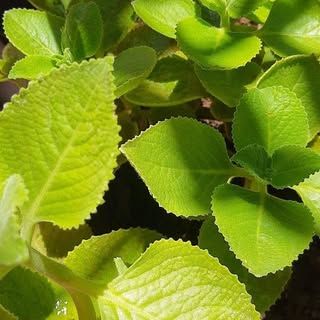 Chennai Terrace Gardening