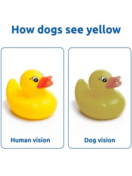 Yellow is one of the colors dogs can see relatively well, though it appears as a slightly different shade to them compared to our vision.