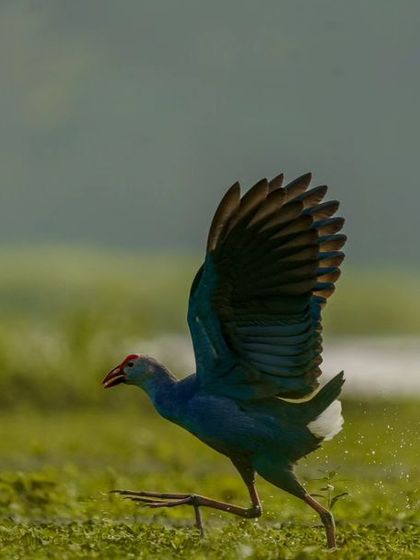 Duplicate of the running Swamphen with flared wings, a dynamic and colorful image.