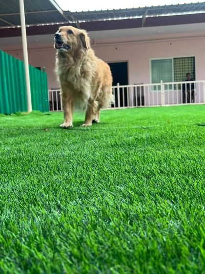 Snugglys Paw House - Pet Daycare The Play Yard: Our Big, Green Backyard photo 18