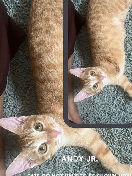 Meet Andy Jr., an extraordinary three-legged male ginger kitten. He is a true inspiration, proving that strength and love know no bounds. He is a vet-checked, resilient spirit.