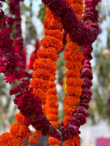 A close-up of marigold and globe amaranth garlands. The rich orange and deep magenta colors create a bold and festive combination, perfect for a vibrant Indian celebration.