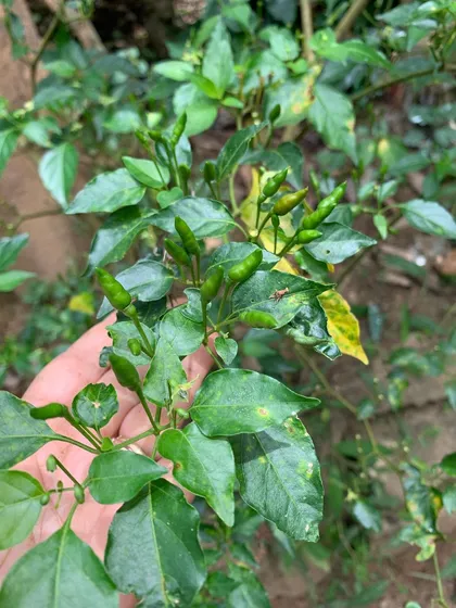 This is the Parangi-molu, or Bird's Eye chilly, growing wild on our estate. This fiery little pepper is a key ingredient in many Kodava dishes, adding a distinct heat and flavor.