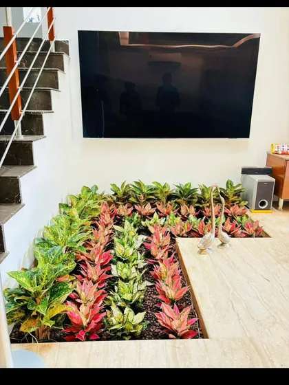 Even small indoor spaces have great potential. Here, I created a custom plant bed right under the staircase, using colorful Aglaonema plants that thrive in low light. It adds a surprising splash of nature right inside the home.