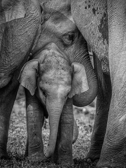 A baby elephant finds safety and comfort amidst the massive legs of its family members in Manas National Park. This black and white photo emphasizes the sense of scale and security.