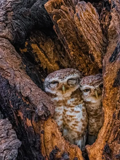 Another view of the owlet pair, nestled comfortably in their tree-hole home. Their expressive eyes make them incredible subjects for portrait photography.