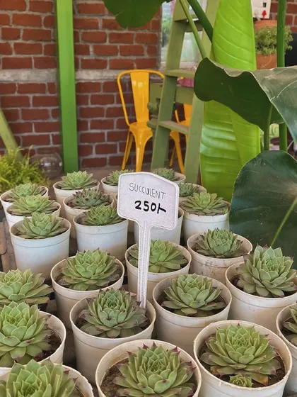 A collection of beautiful succulents in simple white pots. These are perfect for small spaces and are very easy to care for, making them great starter plants.