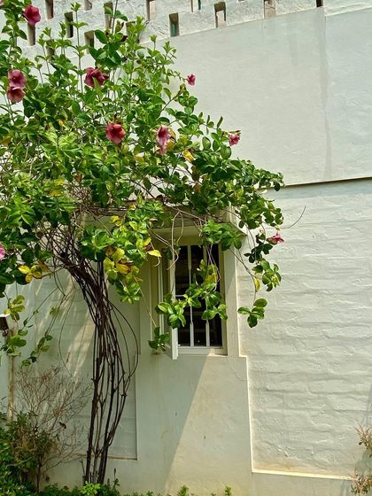 A window of the 'Wedge Home' framed by flowering vines, demonstrating how architecture and nature can grow together.
