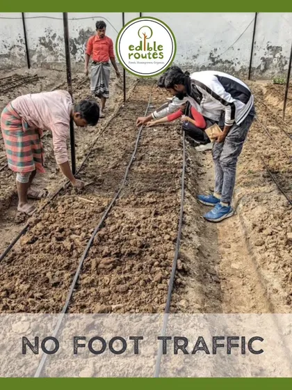 A major advantage of raised beds is no foot traffic. By keeping the walking paths separate, we prevent soil compaction, which is crucial for maintaining good aeration and drainage.