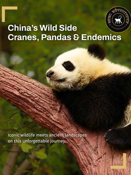 Global Wildlife Adventures photo 5