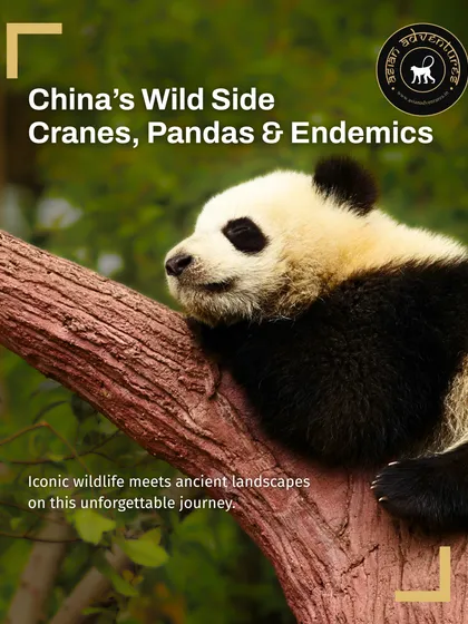 A Giant Panda rests on a tree branch, the iconic symbol of China's wildlife. Our 14-day tour through China's wild side includes visits to panda reserves and the crane-filled wetlands of Poyang Lake.